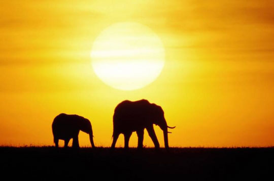 Elephants au coucher du soleil par Francky OBIANG