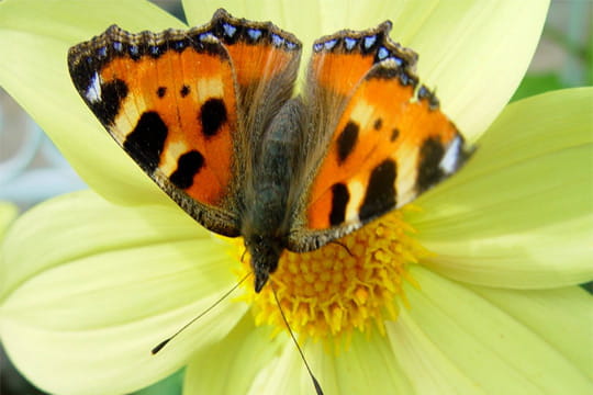 papillon délicatement posé sur du pollen. agrandir et télécharger ce fond