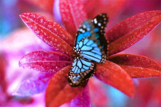 Papillon bleu  Fonds dcran nature  LInternaute Photo numrique