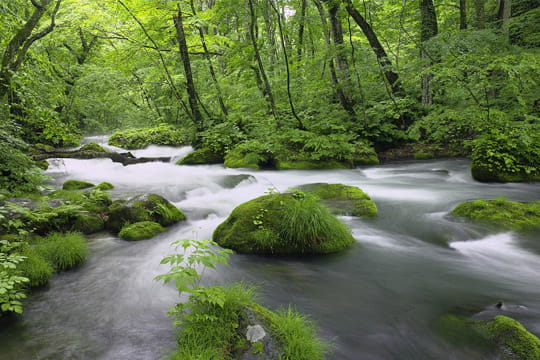 rivière dans la forêt