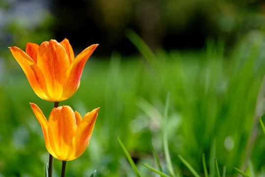 jolies tulipes
