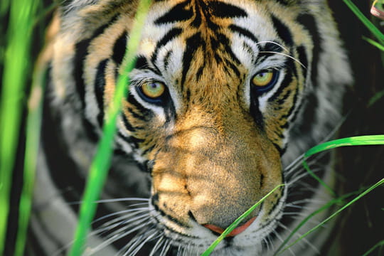 http://www.linternaute.com/photo_numerique/photographe/photo/100-photos-de-nature-pour-la-liberte-de-la-presse/image/gros-plan-tigre-bengale-480558.jpg