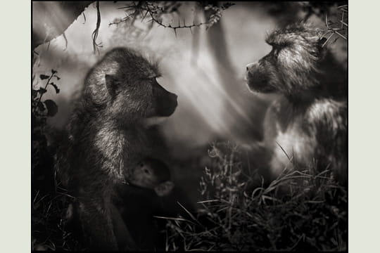 babouins de profil