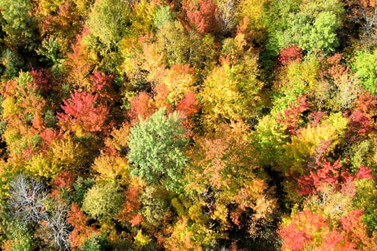 automne multicolore