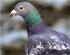 Crotte pigeon