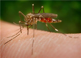 moustique qui pique " pourquoi les moustiques piquent les uns plus que les autres" http://el-bazard.blogspot.com 
