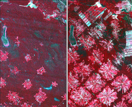 Image satellitaire de la déforestation