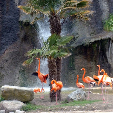 Le zoo de La Palmyre