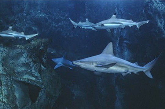 l'aquarium de la rochelle est l'un des plus grands de france. dans un volumineux