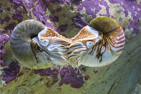 plus de 10 000 espces sont prsentes  l'aquarium de la rochelle. les nautiles