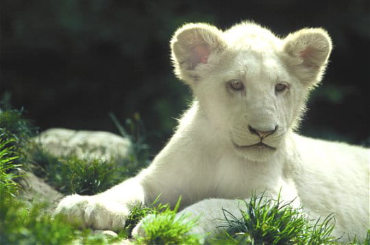 lion-blanc-245599 dans LION