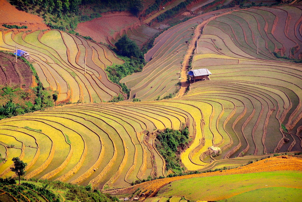 rizières au vietnam