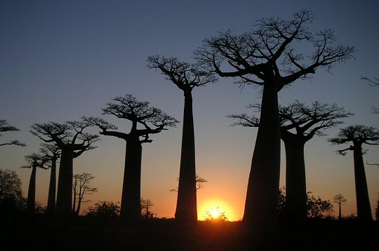 Baobabs de Madagascar
