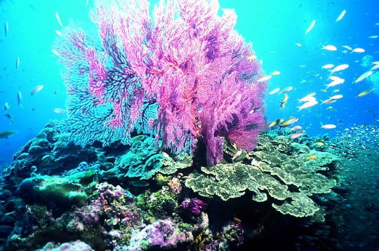 les seychelles sont un paradis pour les amateurs de plonge. situes sur un
