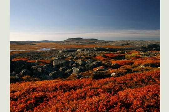 terre du nord-est du qubec, le nunavik n'est que toundra et fort borale.