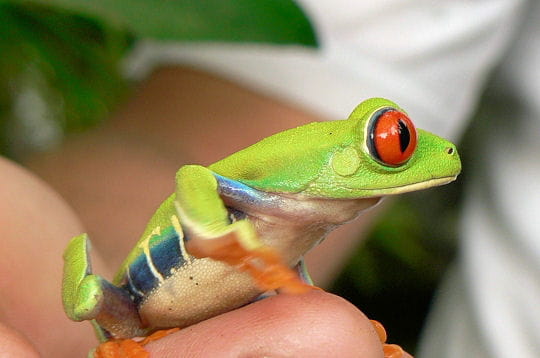 cette petite grenouille aux couleurs vives vit dans les arbres. elle est aussi