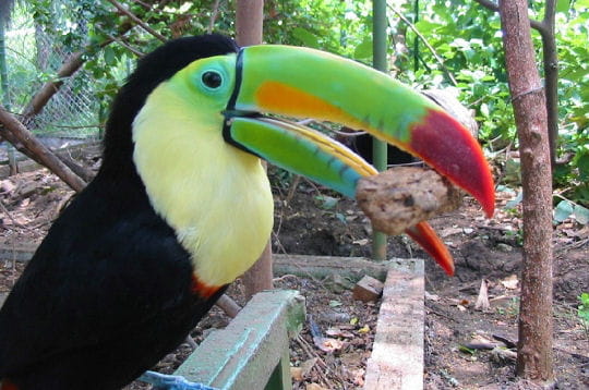les parc nationaux abritent 6 espèces différentes de toucans, reconnaissables à