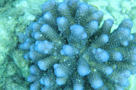 les coraux bleus