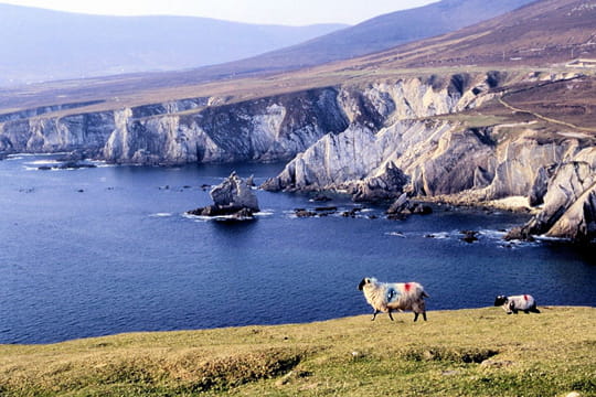 http://www.linternaute.com/voyager/europe/photo/irlande-une-ile-de-legende/image/moutons-irlandais-409877.jpg