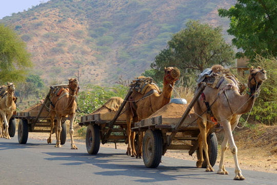 un cortège de chameaux