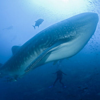 requin baleine en océan avec des plongeurs 