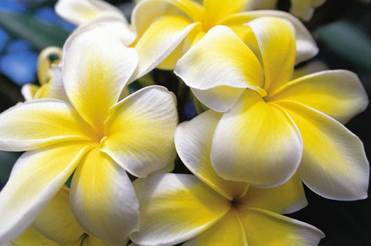 les fleurs très parfumées du frangipanier.
