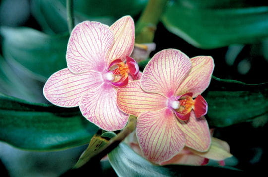 une orchide.