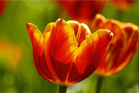 tulipe rouge et jaune