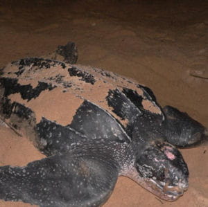 la tortue luth se rencontre dans tous les océans, mais reste très menacée par le