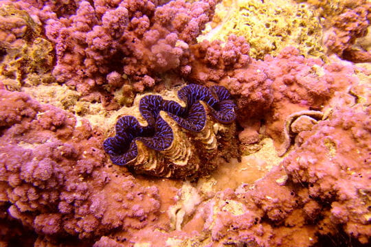 un bénitier dans les coraux