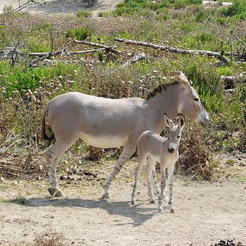 l'ânon de somalie de la réserve africaine de sigean 