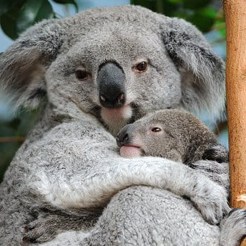 pintupi, le deuxième bébé koala du zooparc de beauval 