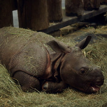 manas, un bébé rhinocéros. 