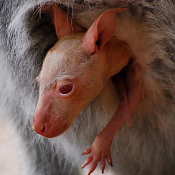 un bébé wallaby de bennett encore dans la poche ventrale de sa mère. 