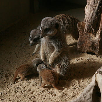 les suricates et leurs bébés. 