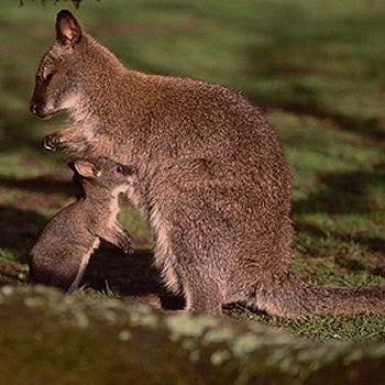 le bébé wallaby et sa maman au parc de branféré 