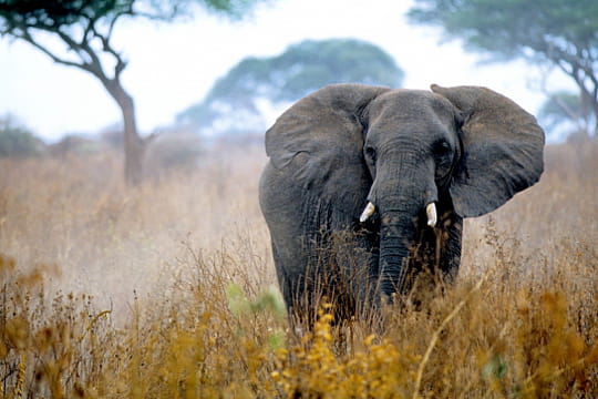 le réveil de l'éléphant tanzanien