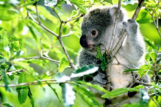 instant furtif avec un koala australien