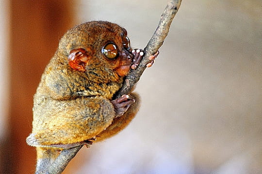 le tarsier, symbole des philippines