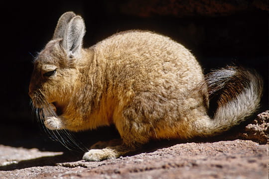 une viscache dans le désert bolivien