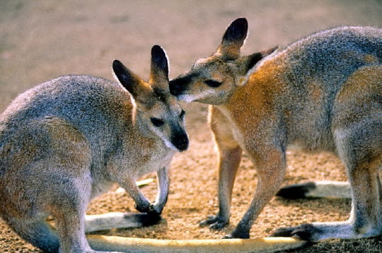 apparentés aux kangourous australiens, les wallabies sont surnommés wallaby à
