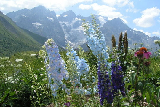le jardin alpin du lautaret a été créé de la main de l'homme mais abrite une
