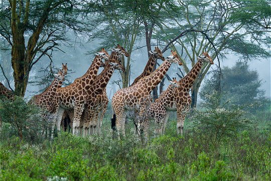 girafes de rotschild 