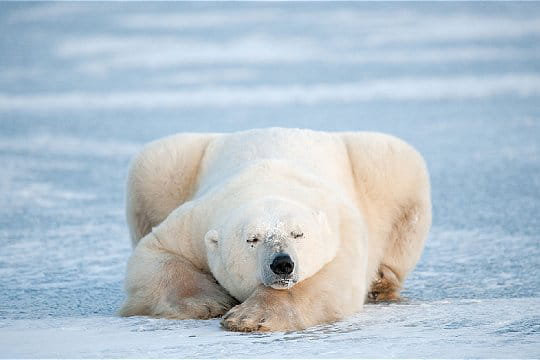 agréable sieste pour cet ours polaire