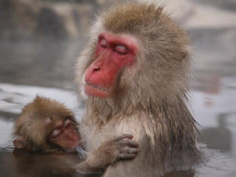 macaques du japon