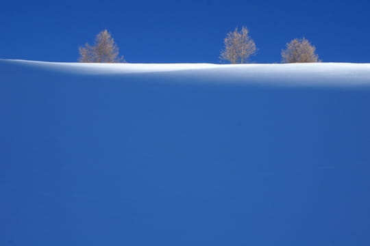 mélèzes dans la neige