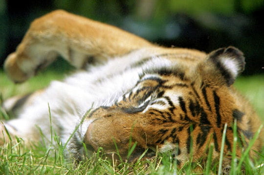 une grosse sieste bien méritée pour ce beau tigre.
