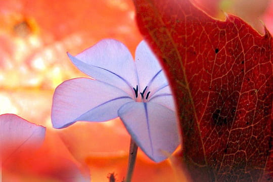 fleur de plumbago