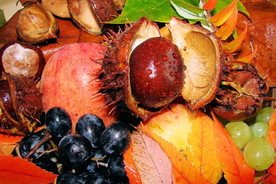 fruits et feuilles de saison