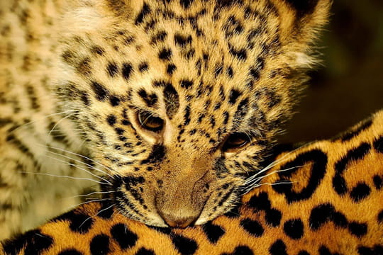 bébé jaguar